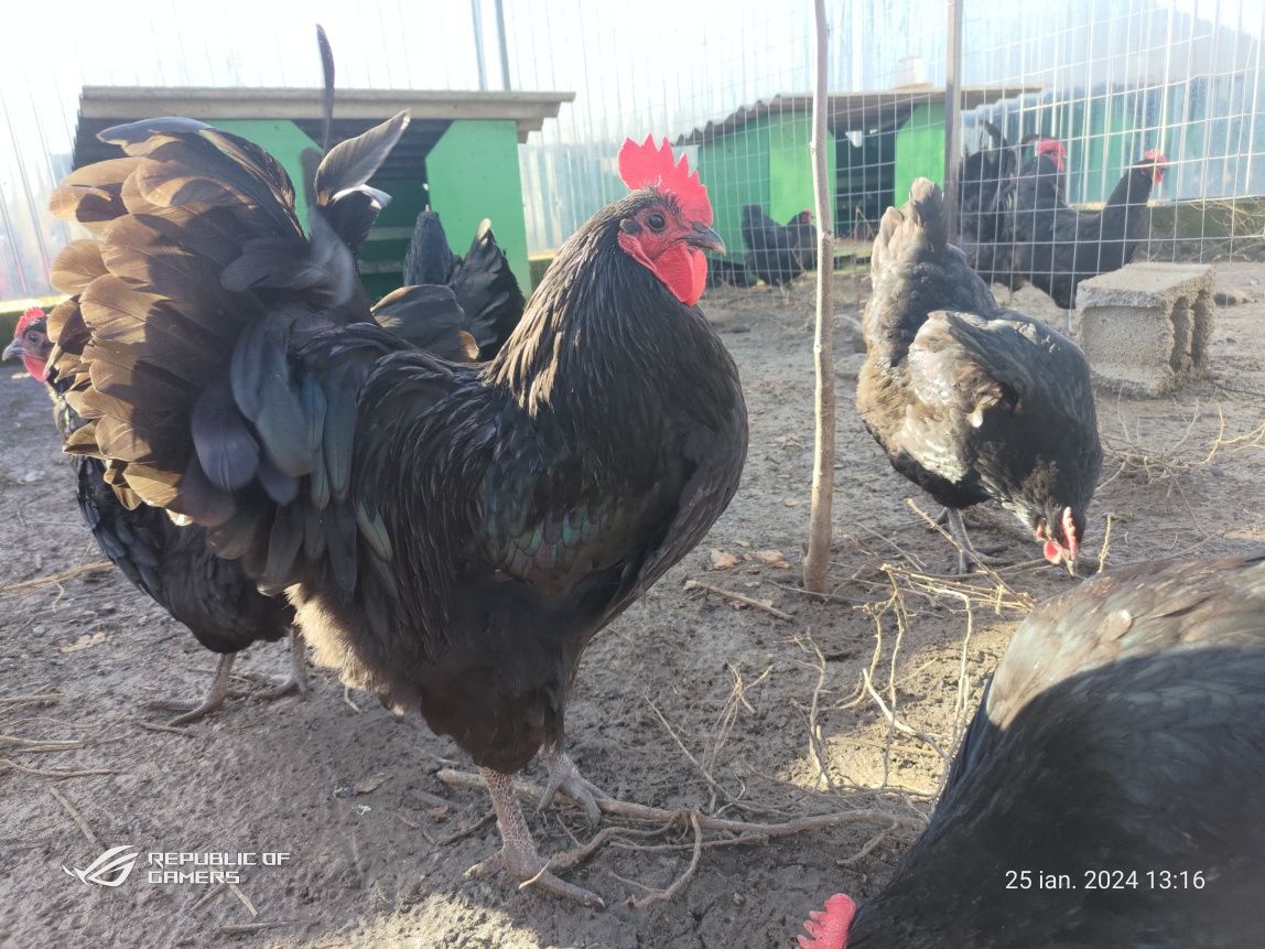 Oua australorp pentru incubat.