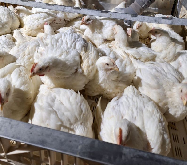 Vand pui colorati, pui de carne, gaini