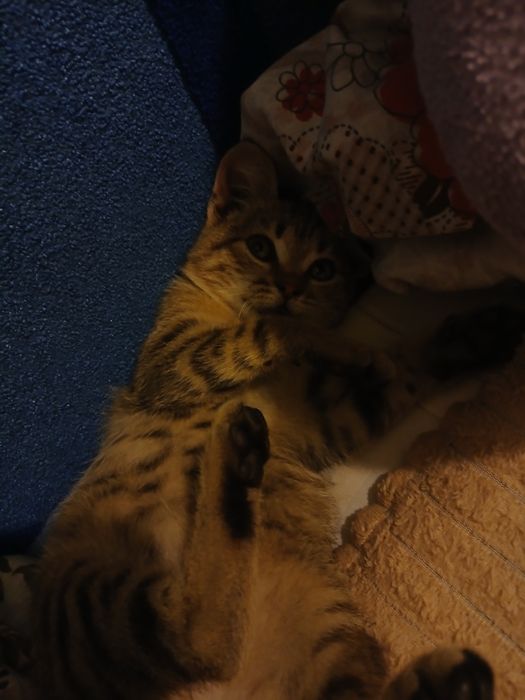 Отдам котёнка мальчика в добрые руки