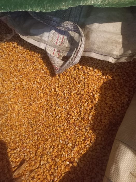 Vind porumb boabe producția2025 foarte uscat