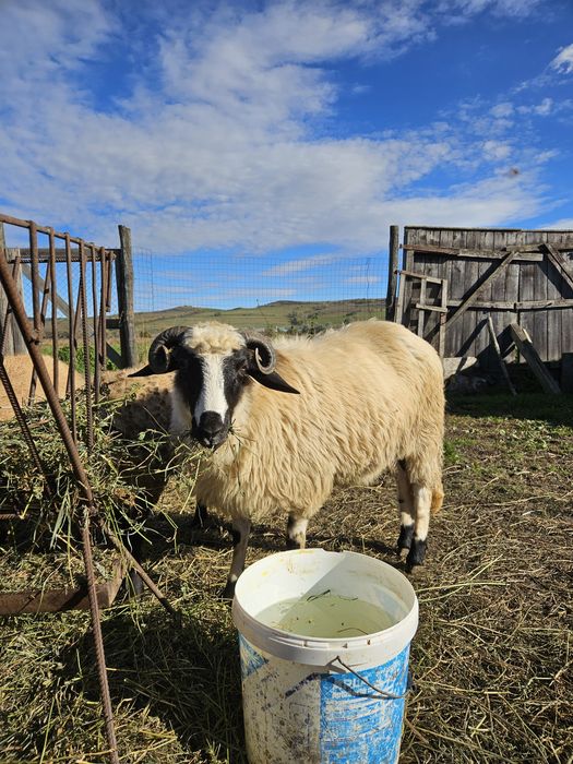 Vand o miala breaza.