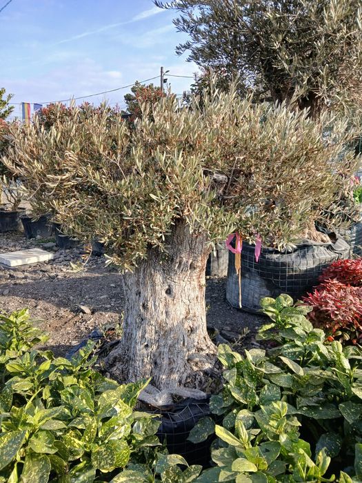 Plante ornamentale