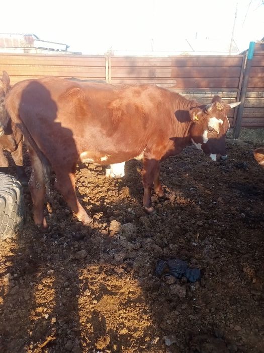 Продается телка 1,5 года