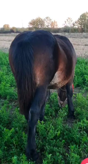 ‼️Manză semigrea de 6 luni ( iapă nu armăsar) foarte blândă 1700€‼️