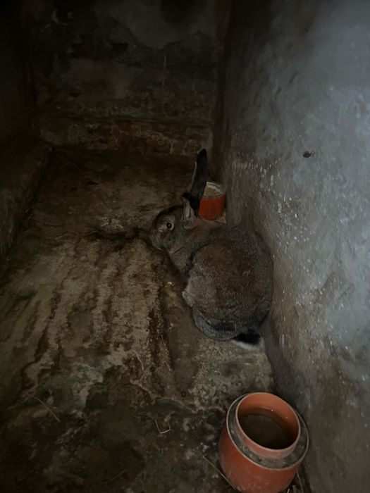 Iepurii de vanzare