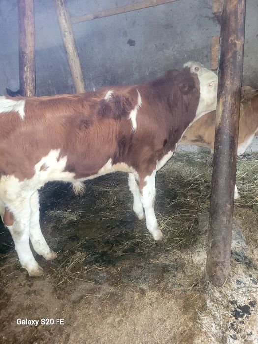 2 taurasi 5 luni în baltat pe rosu și un angus .forte frumoși