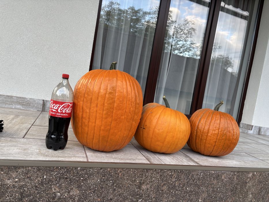 Bostani decorativi Toamna/Halloween