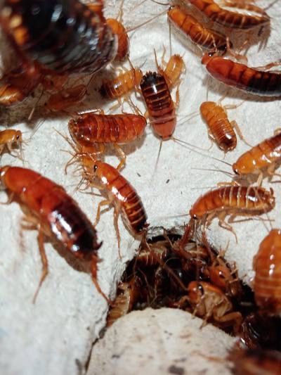 Туркменские тараканы туркменские тараканы живые