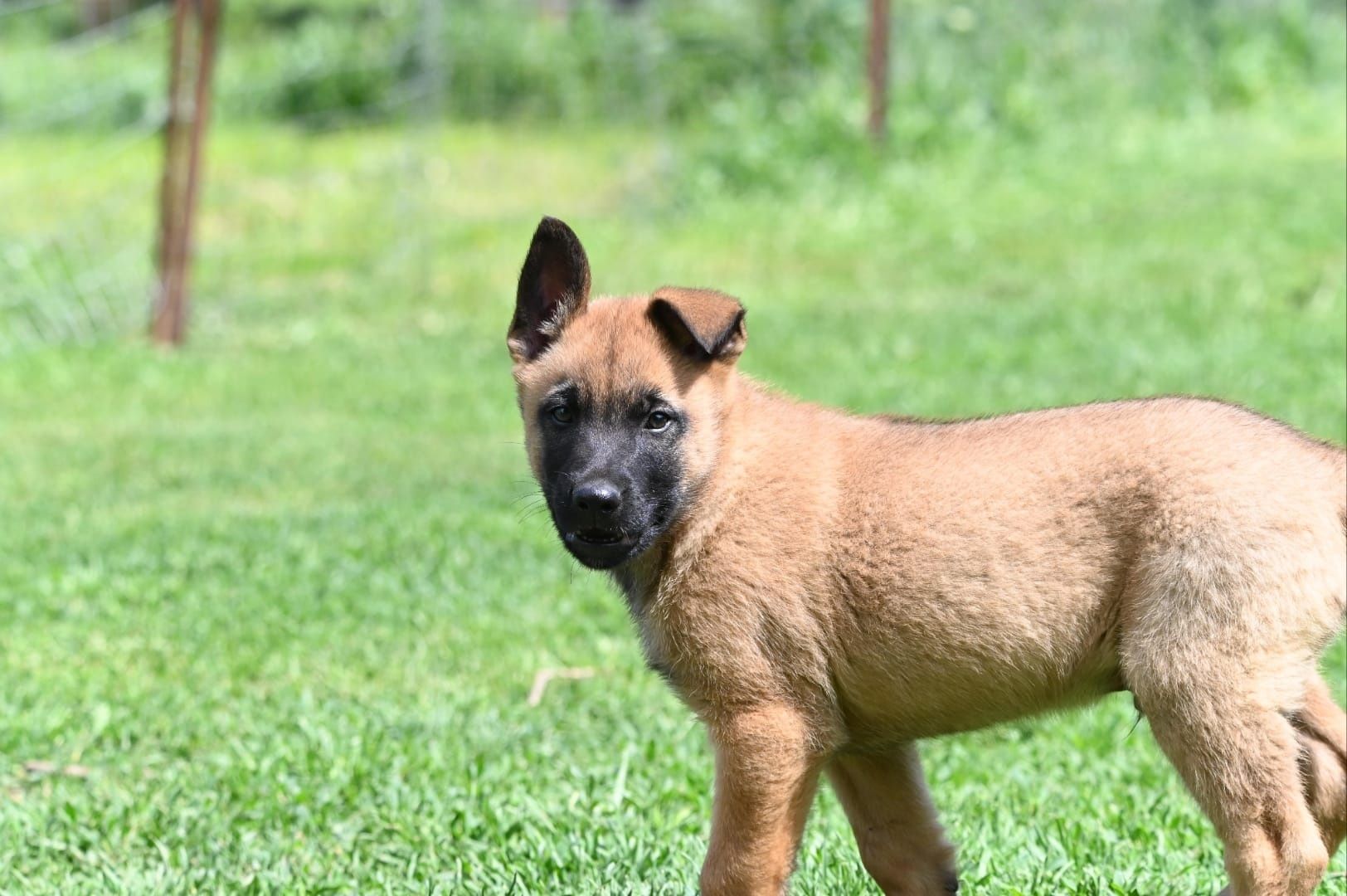 Ciobanesc belgian malinois