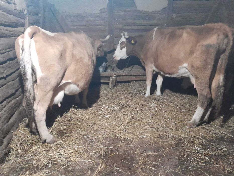 Vând șapte bucăți animale