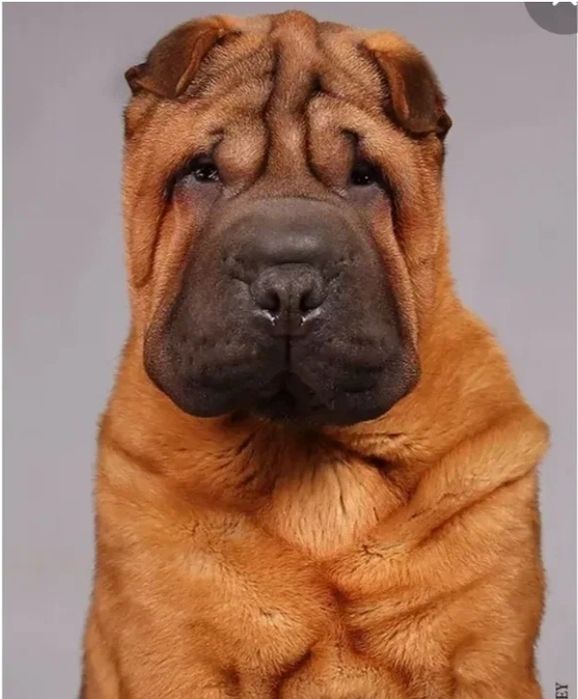 Отдам собаку породы Шарпей в добрые руки