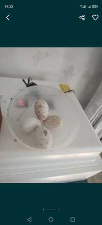 Инкубационные яйцо гусей