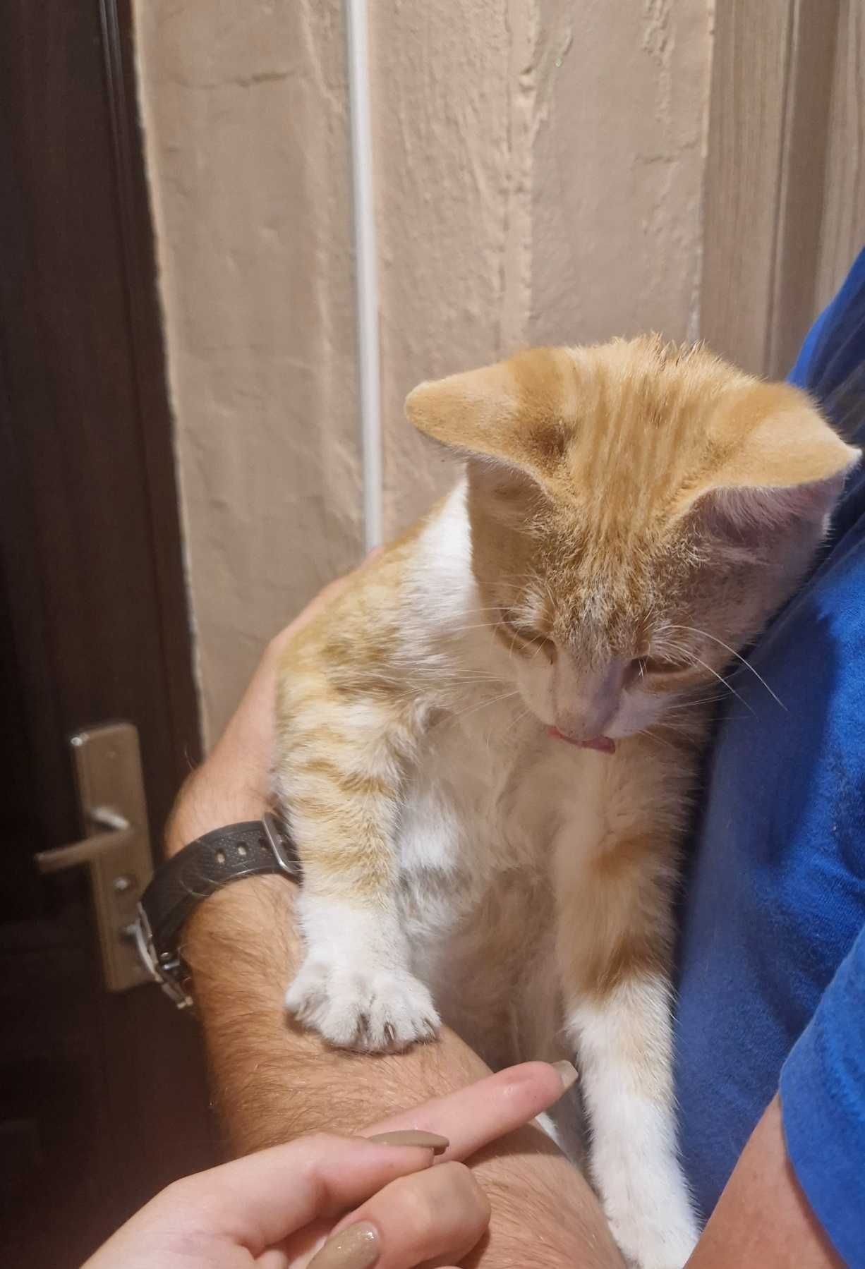 Три котенца търсят дом