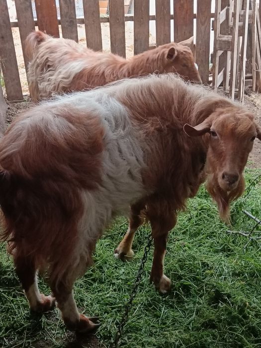 Pereche țap și capra fara coarne negociabil