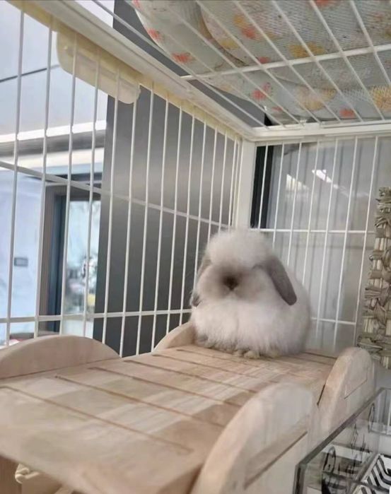 O'smaydigan quyonchalar