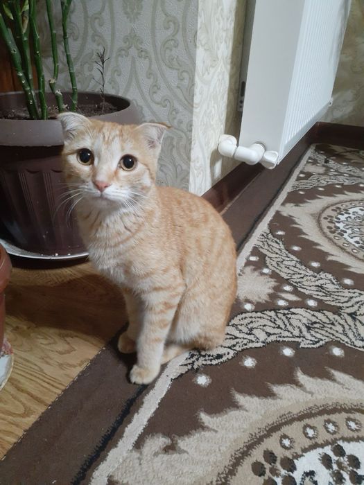 Mushu TEKINGA beriladi!!!