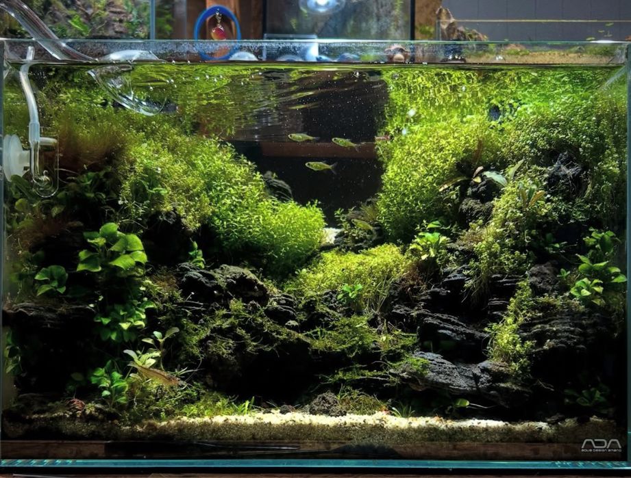 Палюдариум /Palydarium