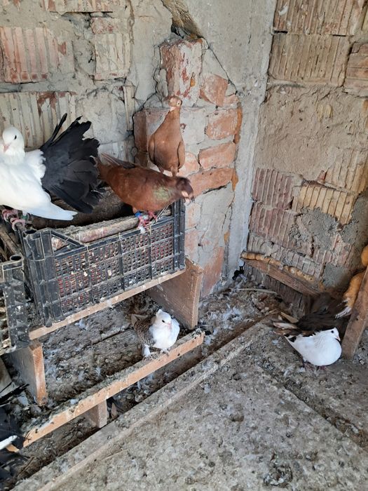 Porumbei Jucatori pana simpla