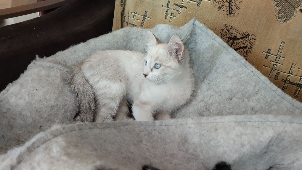 Котёнок белый с голубыми глазами