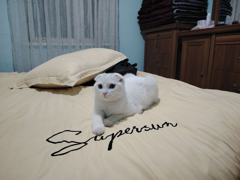 Mushuk scottish fold