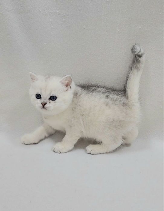 Скотиш страйт девочка серебристая шиншилла