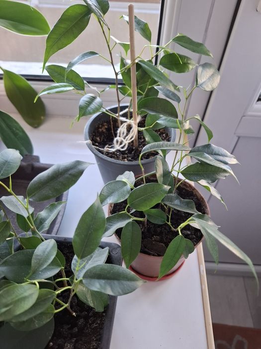 Продам домашний цветок фикус