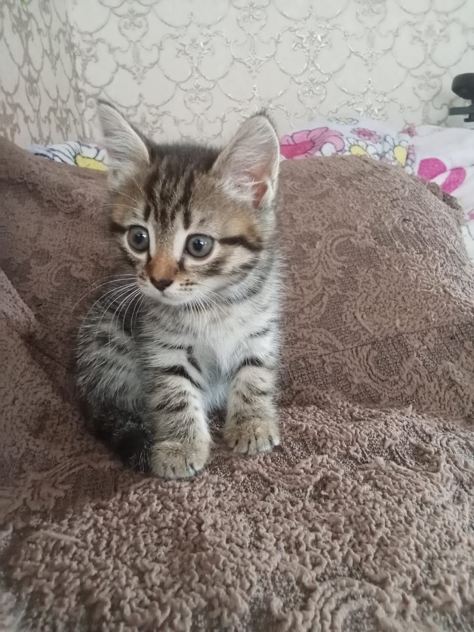 Отдам котёнка девочку в добрые руки