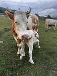 Vaca cu vitea de vanzare!