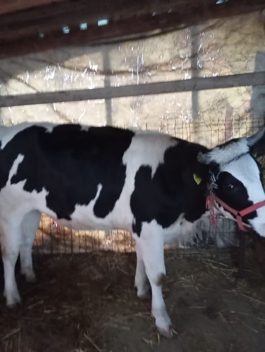Vaca de vanzare-1 an și 5 luni