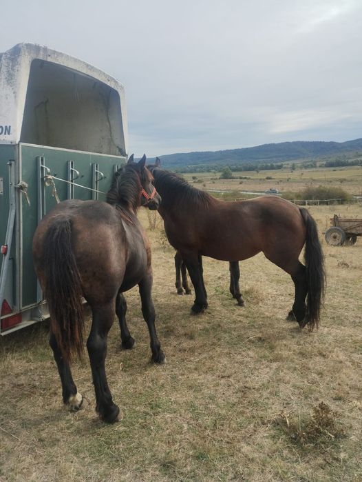 Manza si iapa cu manz