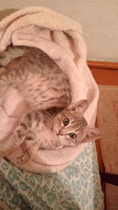 Котёнок в добрые руки