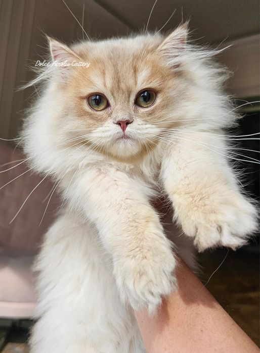 Fetita British Longhair