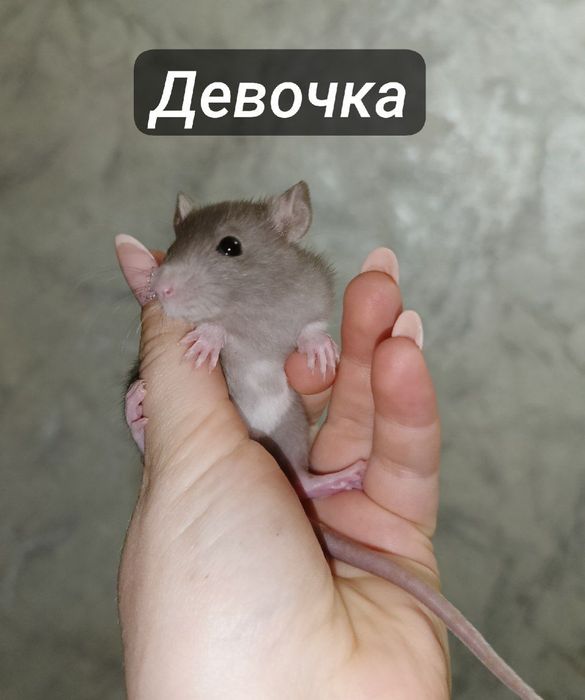 Декоративные крысята 1 месяц