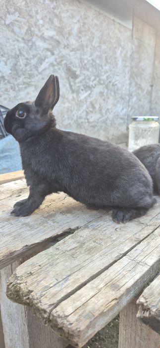 Vând iepure rex pitic