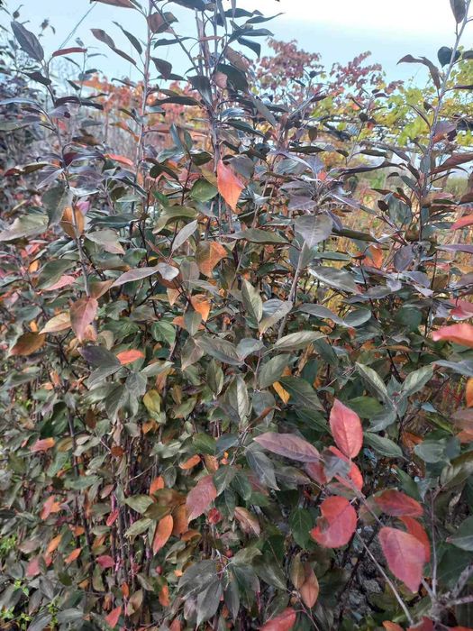 Червенолистна декоративна ябълка