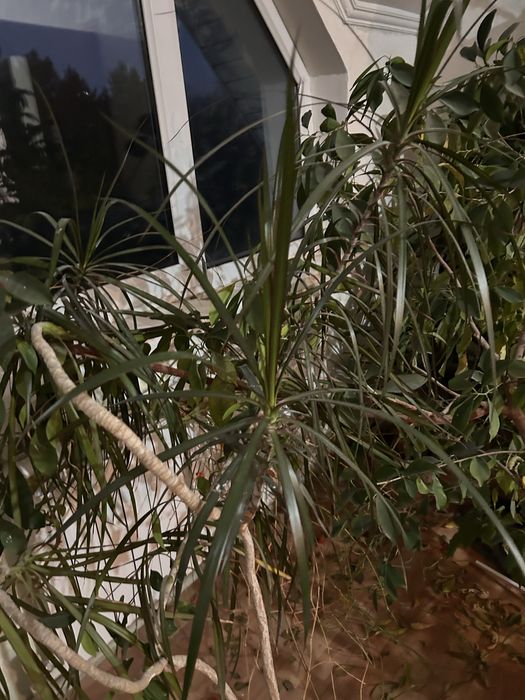 Продам комнатные цветы