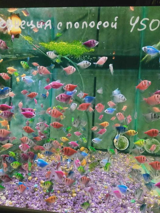 Аквариумные рыбки