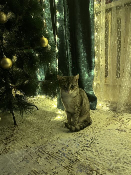 Пропал кот по имени Барсик