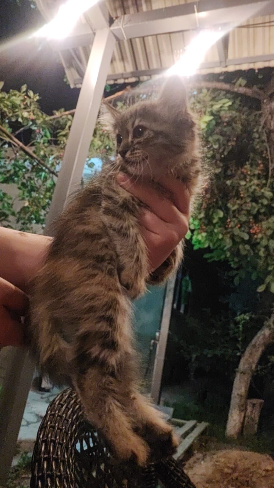 Котята от мамы крысоловки