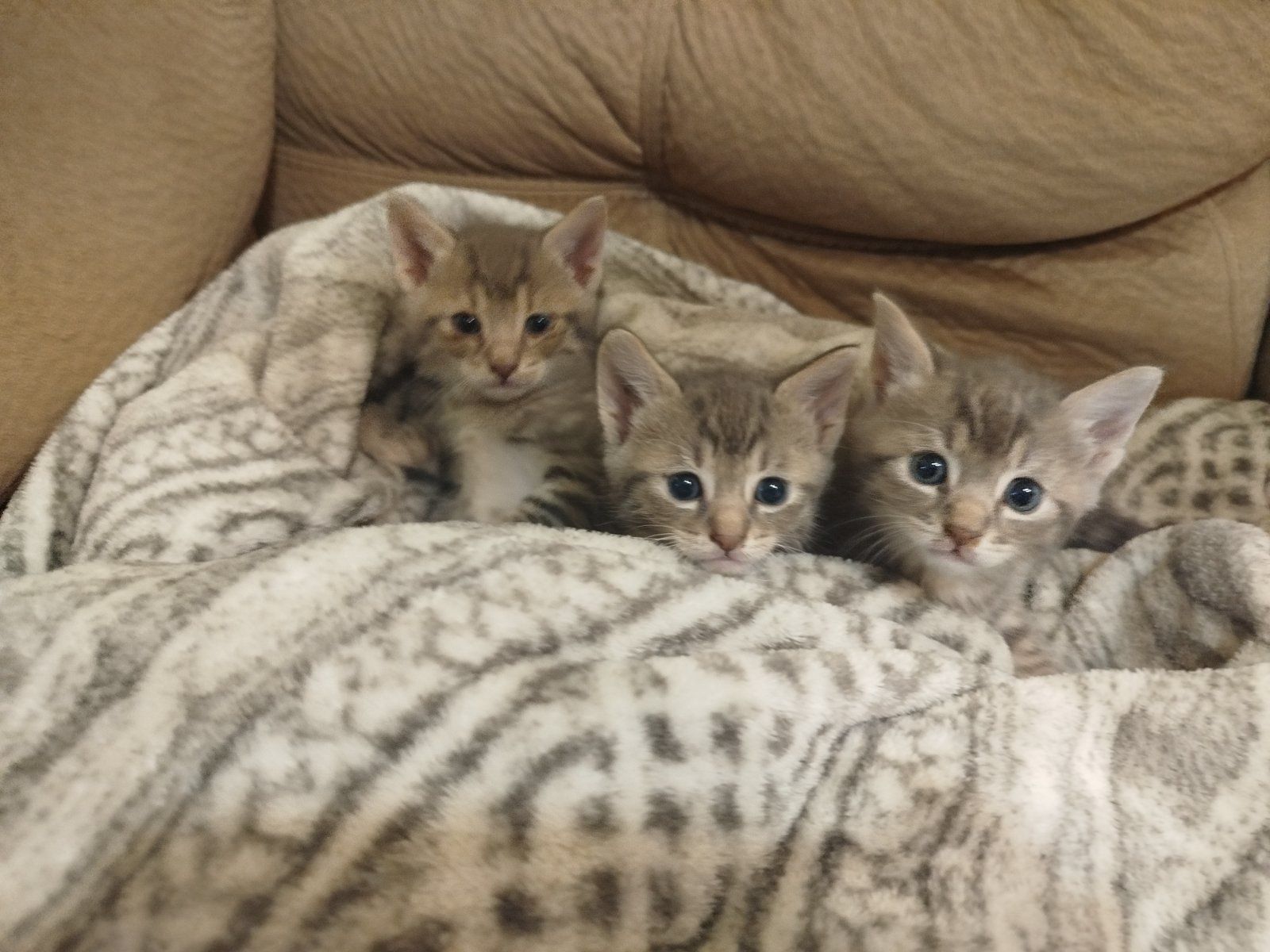 Коте котенце малки котета  котки
