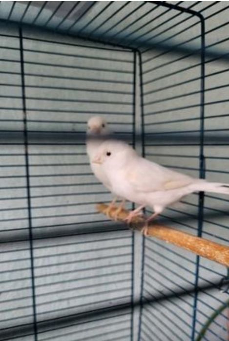 Канарейка пара сотилади