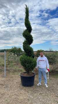 Pom pon. Cupressus sempervires. Bonsai din pin.