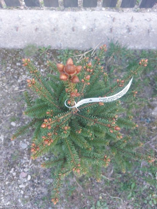 Molizi canadieni Picea glauca cu balot de pamant-calibru 60-80cm