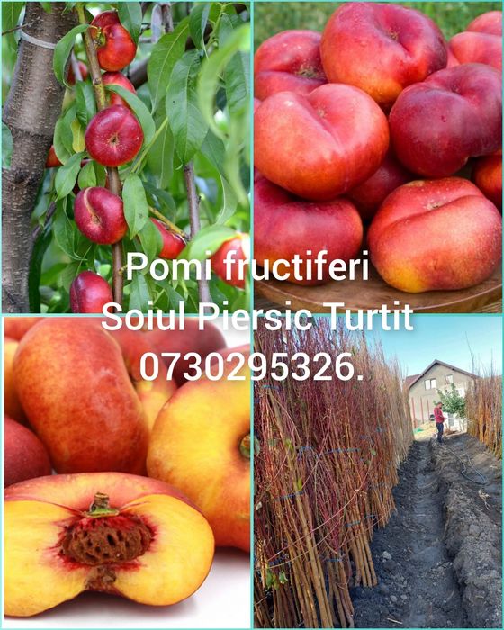 Vând Pomii Fructiferi Altoiți Columnari anul 3 de vegetație