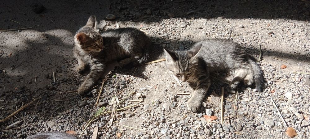 Отдам котят в добрые руки