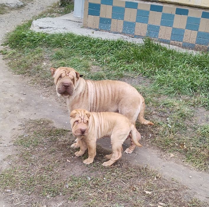 Продам Щенков шарпея,1девочка и 1 мальчик.