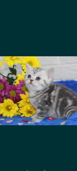 Продам шотладского котика скотиш страйт с отличной родословной.