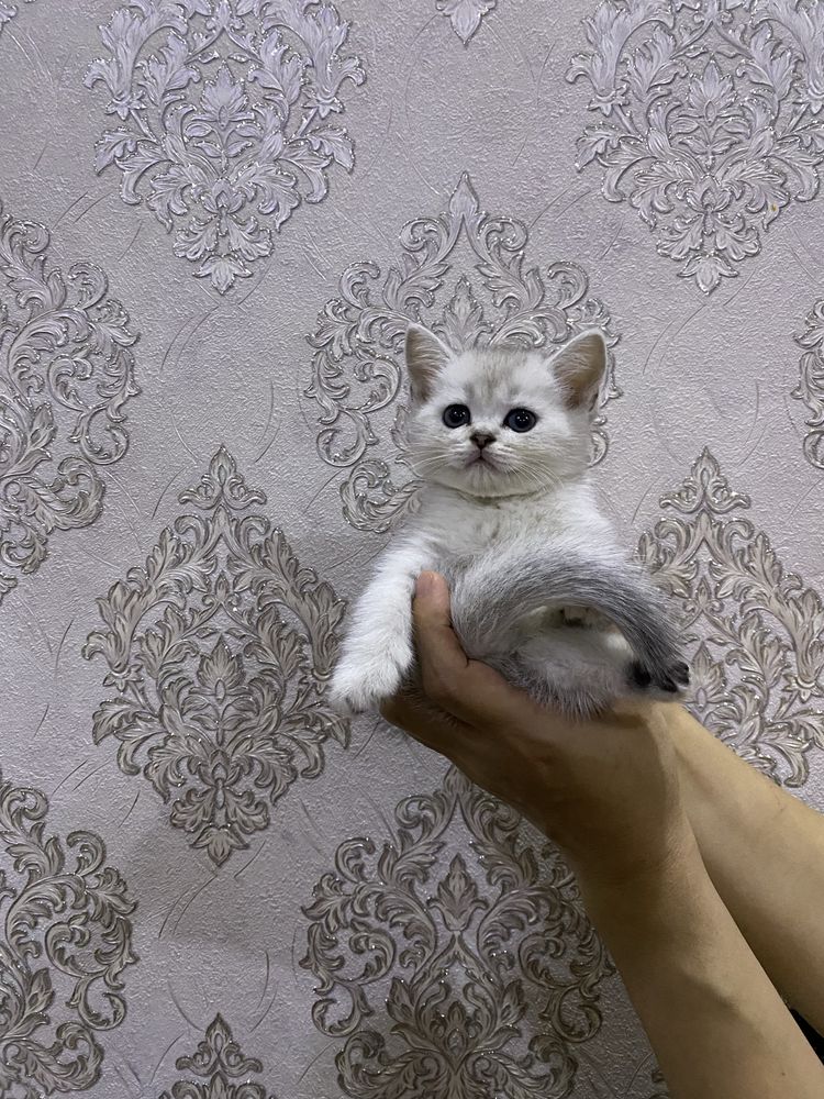 Красавчик британский серебристый шиншила