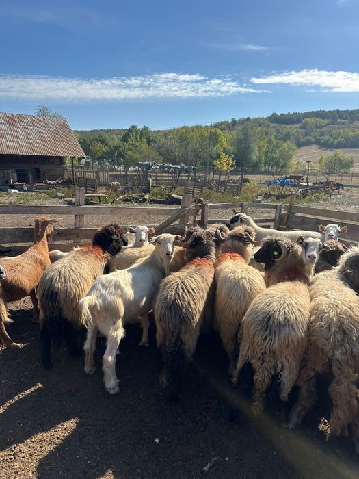 Oi de vanzare langa craiova