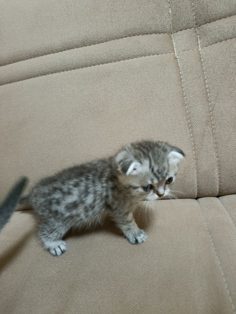 Котята скотиш фолд